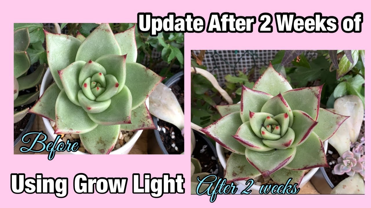 Update Using Bloom Plus Grow light (after 2 weeks in autumn/winter time)