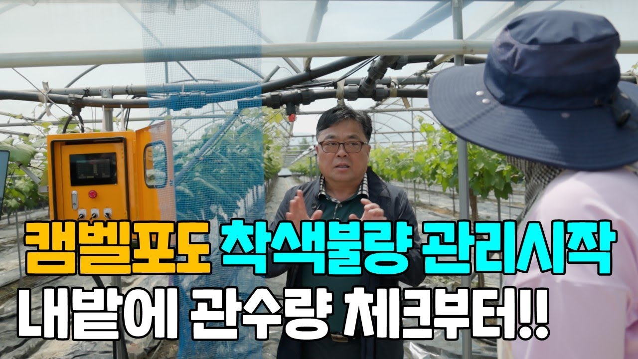 포도 착색불량 관리 내밭의 관수량 정확히 알고 계신가요?