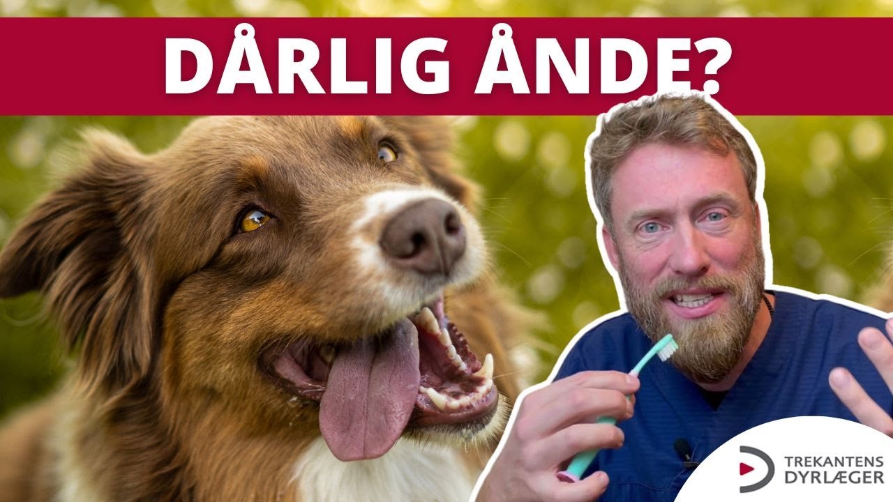 SLUT med dårlig ånde hos hunde! [EFFEKTIVE TIPS] Virker tyggeben overhovedet?