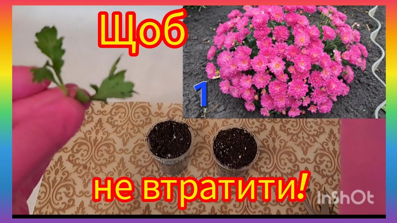 Как легко сохранить ‼️🌼любимый сорт!