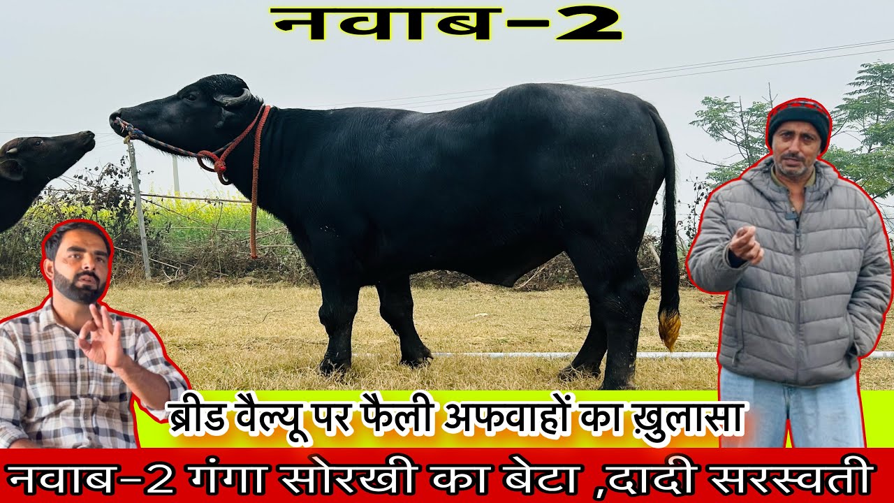 🛑नवाब 2 की ब्रीड वैल्यू पर फैली अफवाहों😱का नसीब बरसोला ने किया खुलासा 🤔, सस्पेंस खत्म🫷 || 