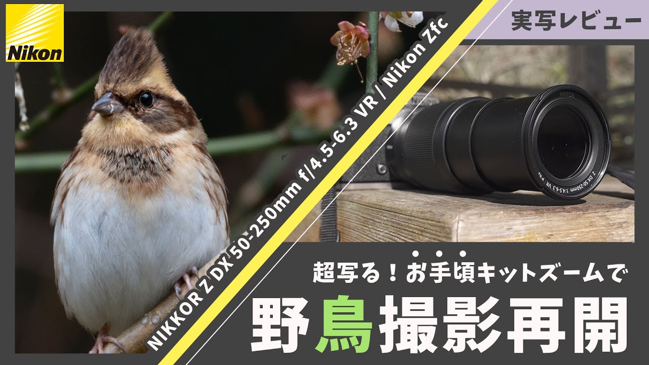 安くて軽くてよく写る！NIKKOR Z DX 50-250mm f/4.5-6.3 VR / Nikon Zfc 〜野鳥撮影再開を決めた最高のキットズームレンズ〜