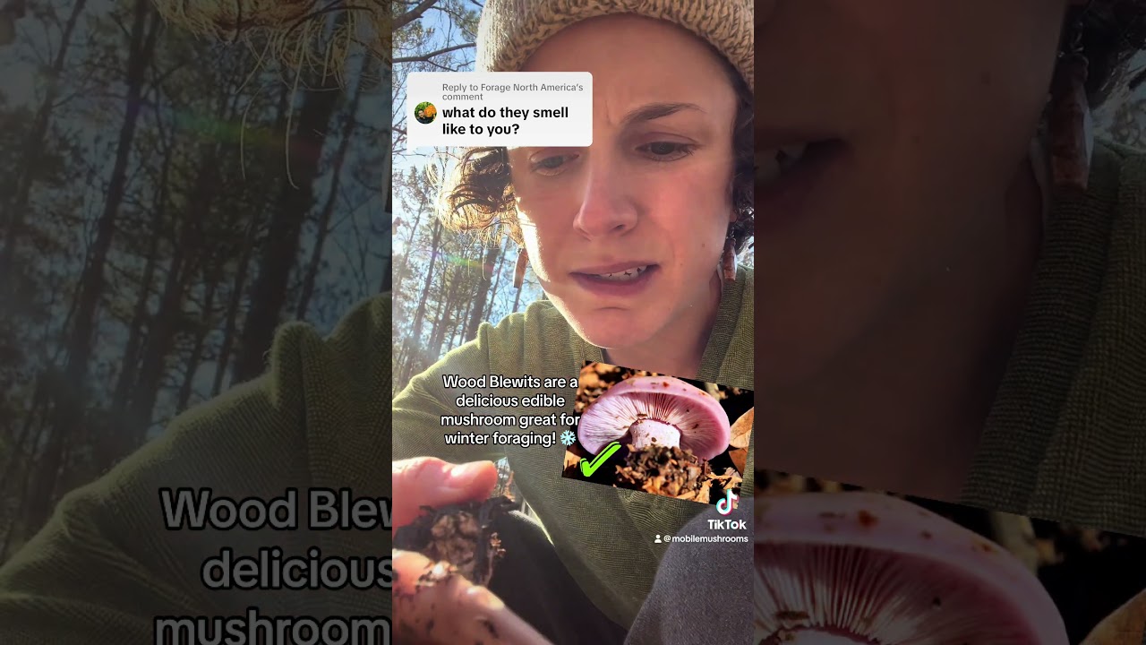 👃#Foraging Blewits 🍄 Know your toxic lookalikes ⚠️ can you smell the difference? #mushrooms