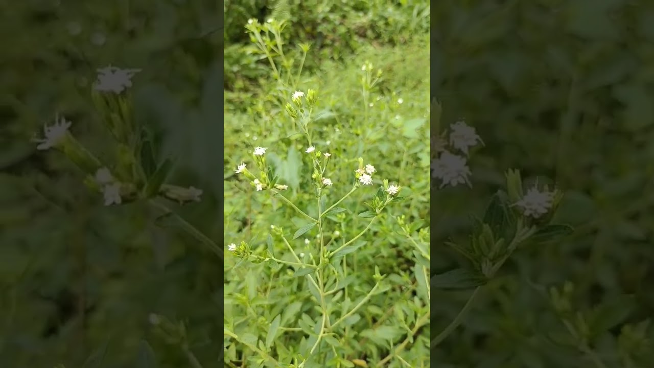 Stevia the sugar plant #youtubeshorts #stevia