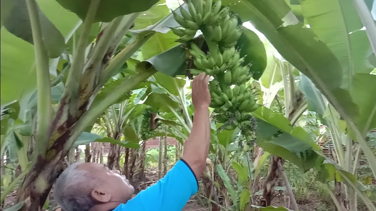 Reporting Kebun Pisang Putri