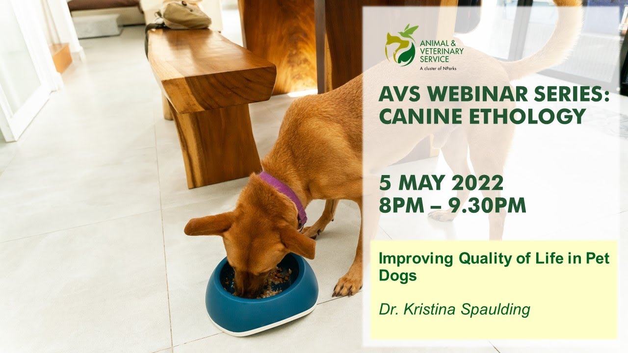 AVS Free Webinar Series | Canine Ethology: Improving Quality of Life in Pet Dogs