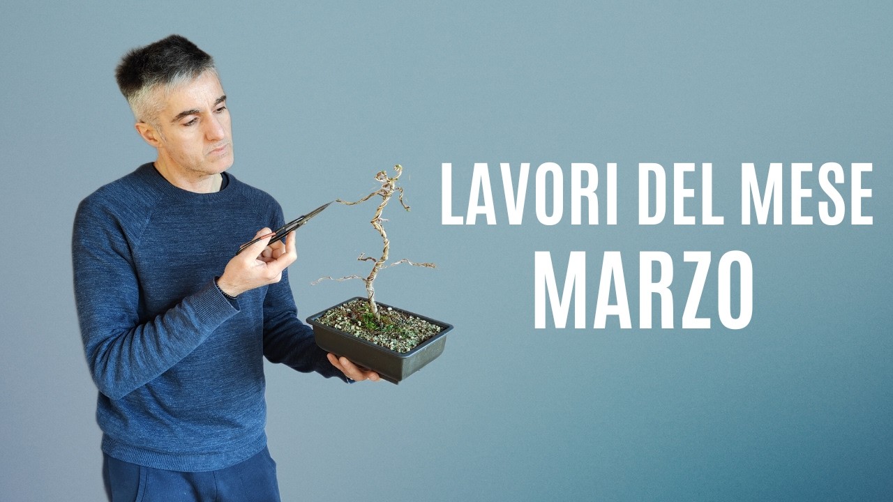 LAVORI DEL MESE, cosa fare a MARZO SUI BONSAI