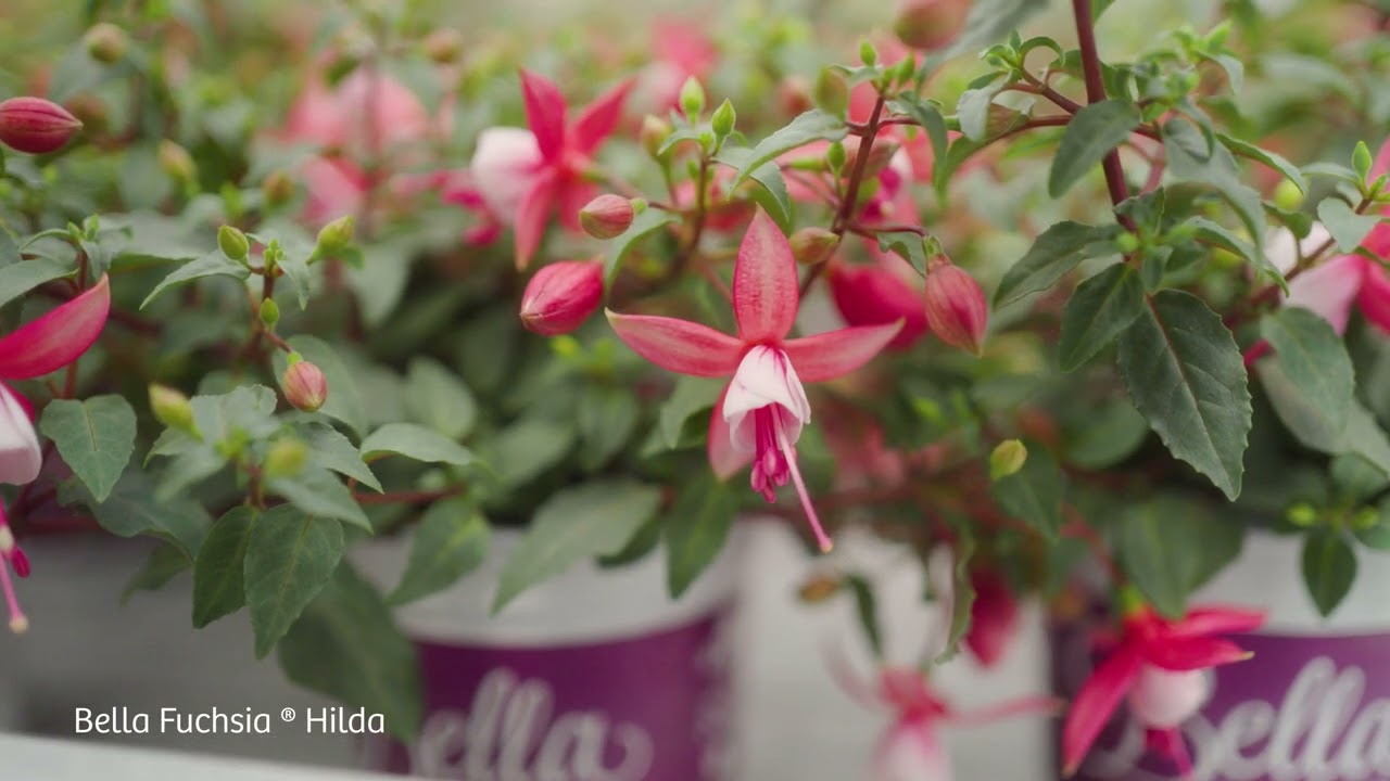 Bella Fuchsia Hilda- Garden Plants with Flowers all Summer long!