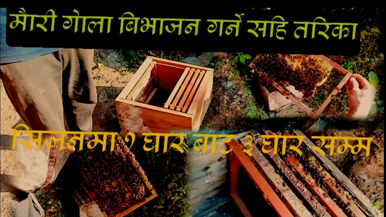 माैरी  गाेला बिभाजन कसरी गर्ने ।mauri gola bibhajan kasari garne . breaking nepal