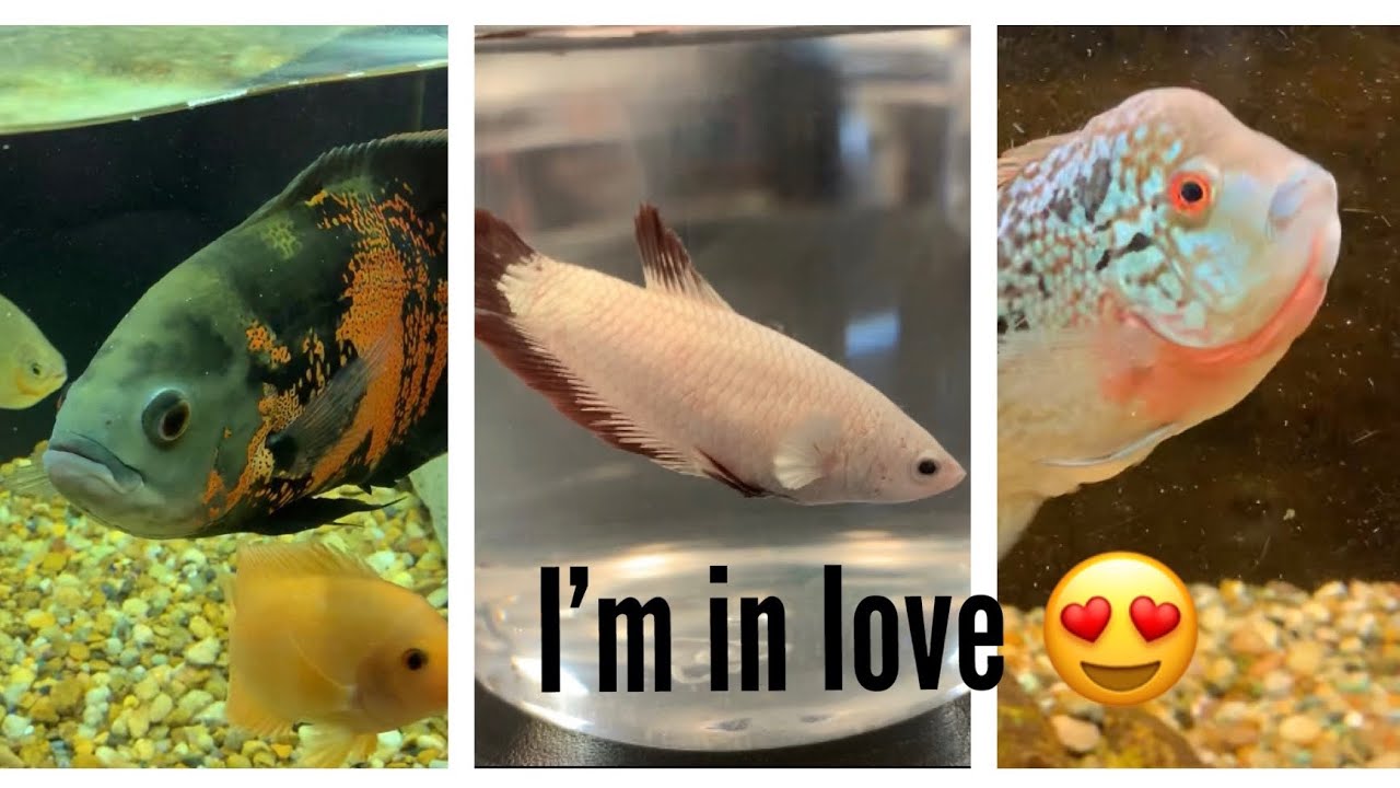 AMAZING Fish Store Tour (my new LFS)
