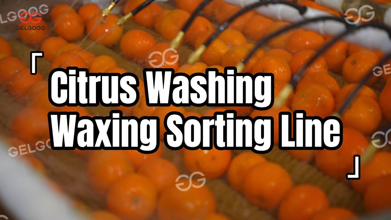 Citrus Washing, Waxing & Grading Line | Automatic Cleaning and Sorting System