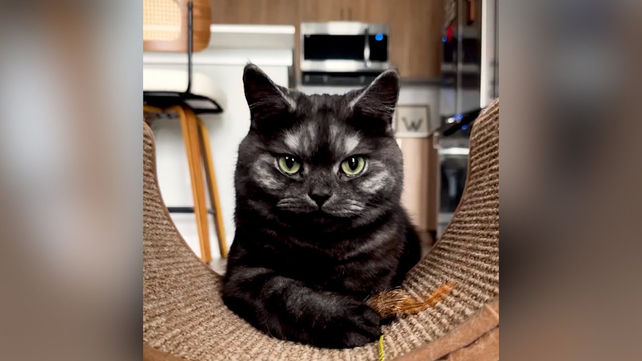 Woojoo Can Open Doors All By Herself | The Koala