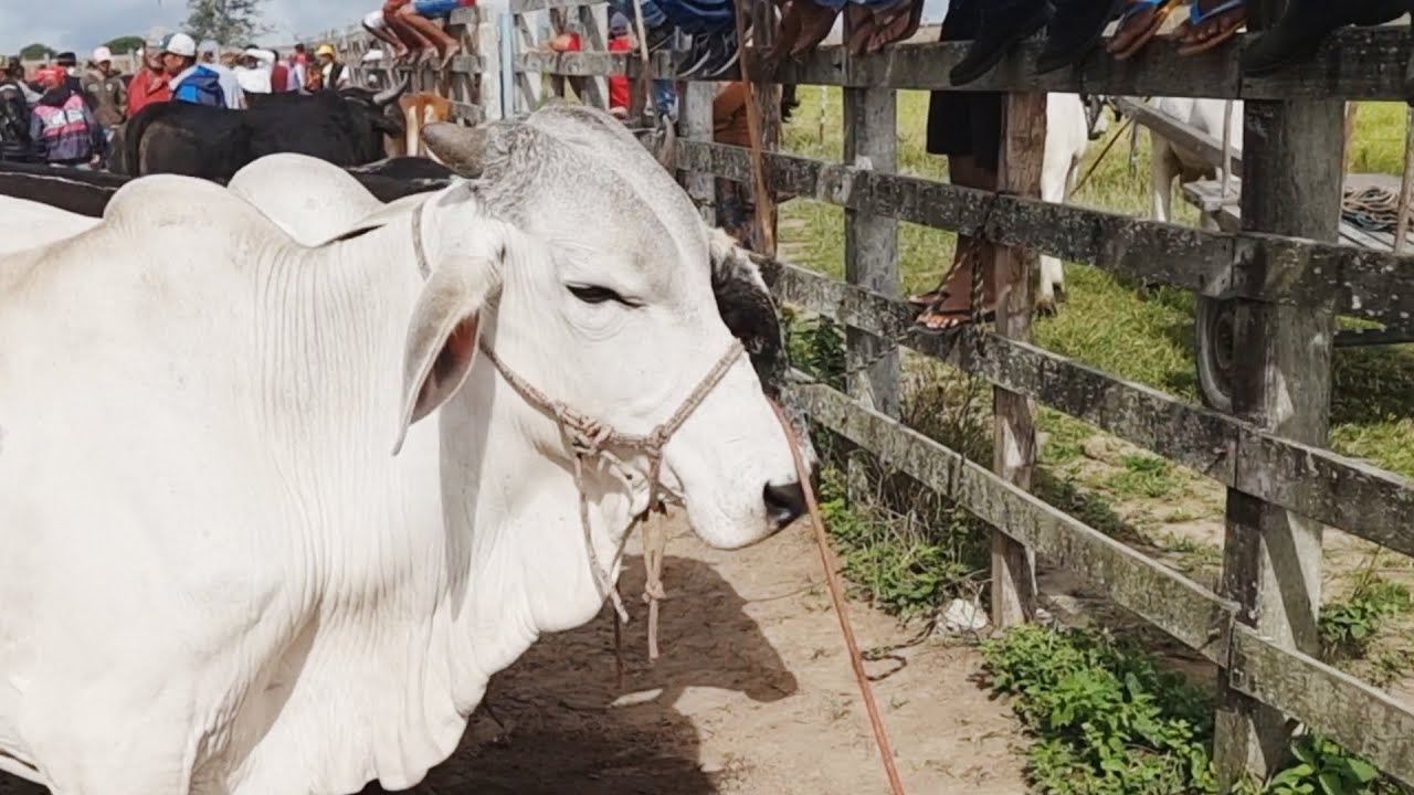 FEIRA DO BOI NA CORDA EM S&Atilde;O JO&Atilde;O PE