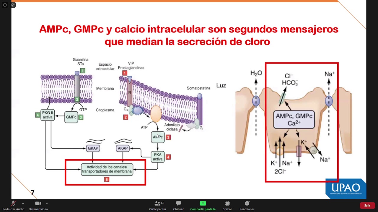 FISIOPATOLOGÍA - Semana 2 - Diarrea y Neumonía