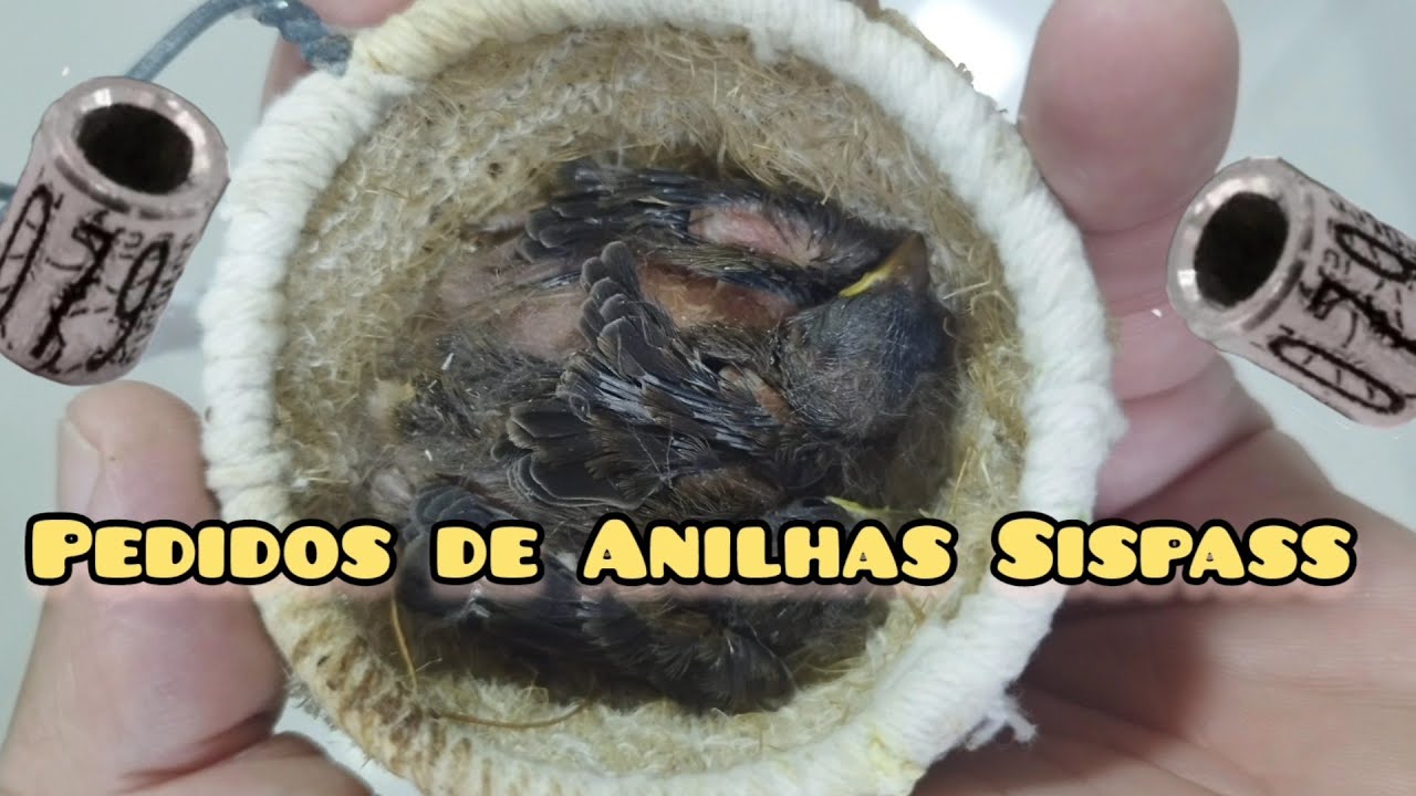 PEDIDO de Anilhas Sispass