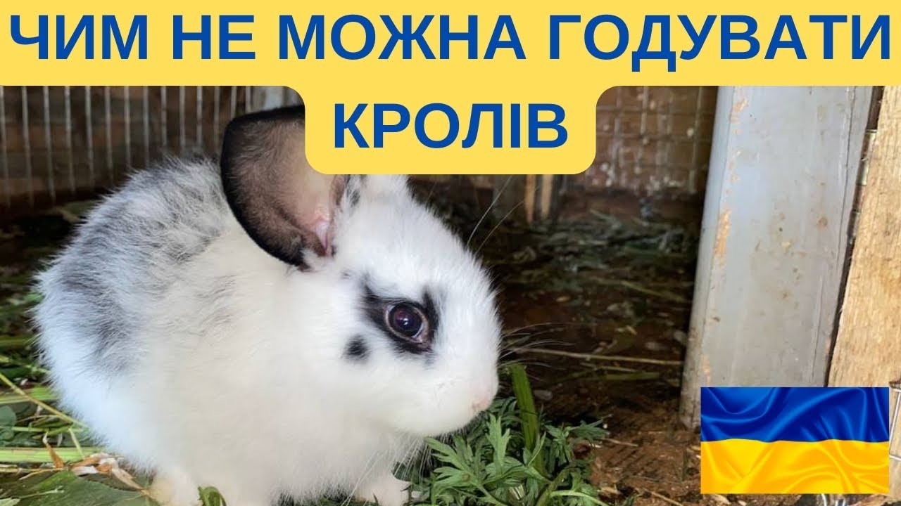 ЧИМ НЕ МОЖНА ГОДУВАТИ КРОЛІВ@КУРИ В ГАРАЖI