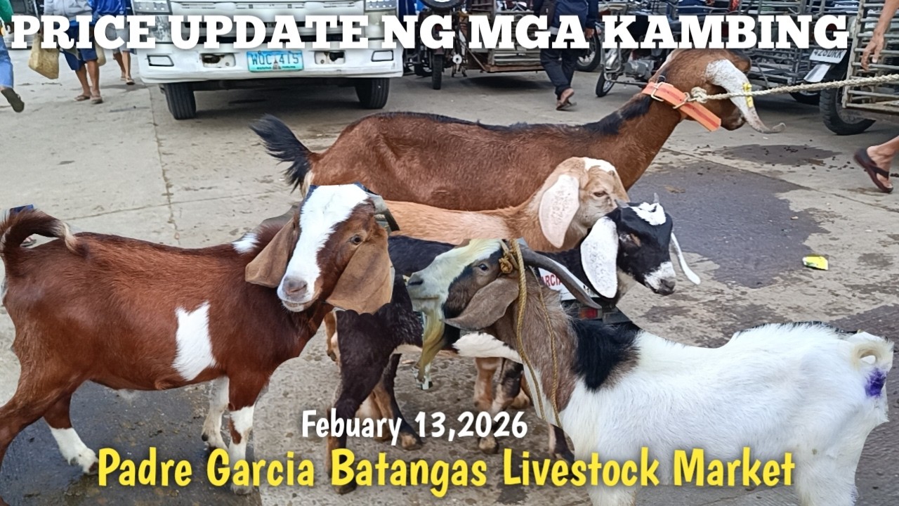 Price Update ng mga Binibentang Kambing!