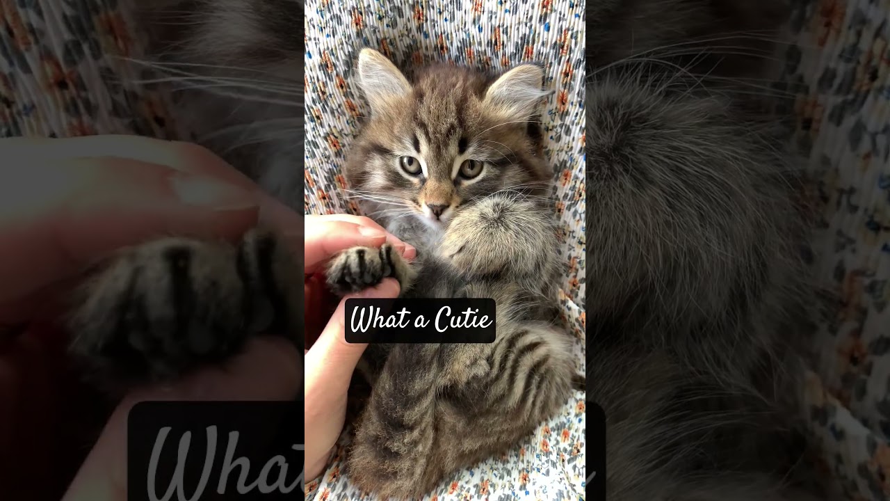 Not garden related, just a cat video.  