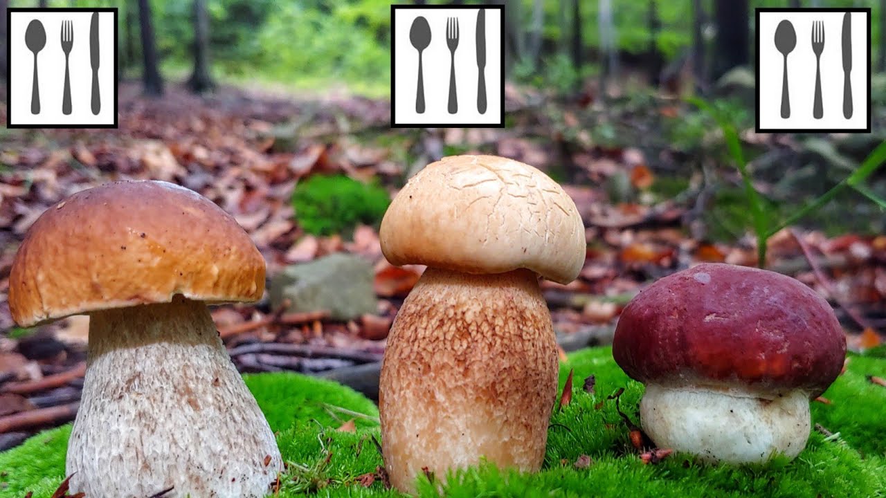 Por&oacute;wnanie: Borowik szlachetny(B.edulis) vs B.usiatkowany(B.reticulatus) vs B.sosnowy(B.pinophilus)