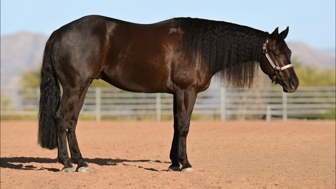 FOREVERINBLUEGENES - 2025 CRHA THE CHALLENGE OPEN FUTURITY
