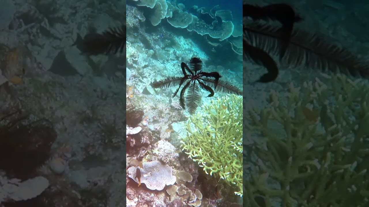 #Crinoid