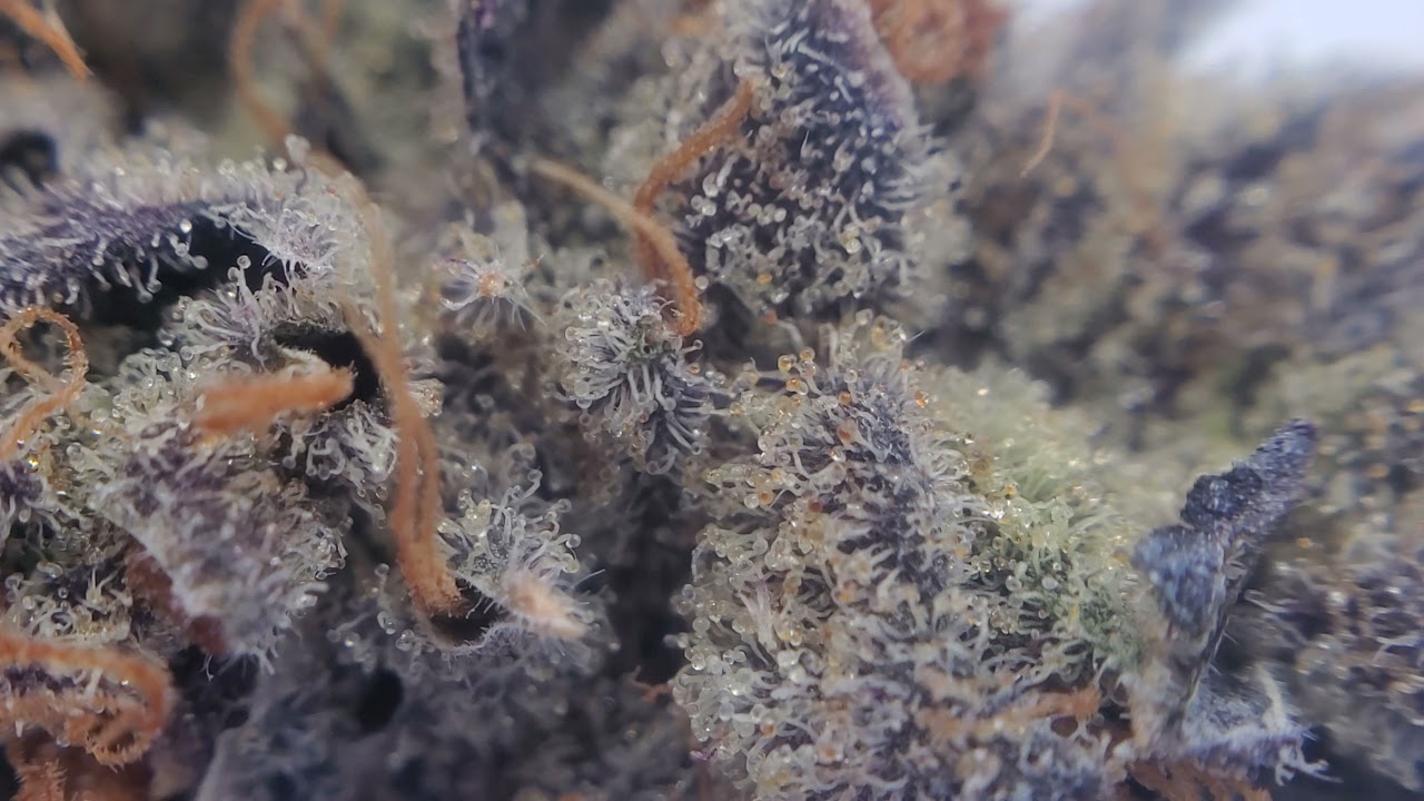 Frosty Tour- Slurricane IX (2)
