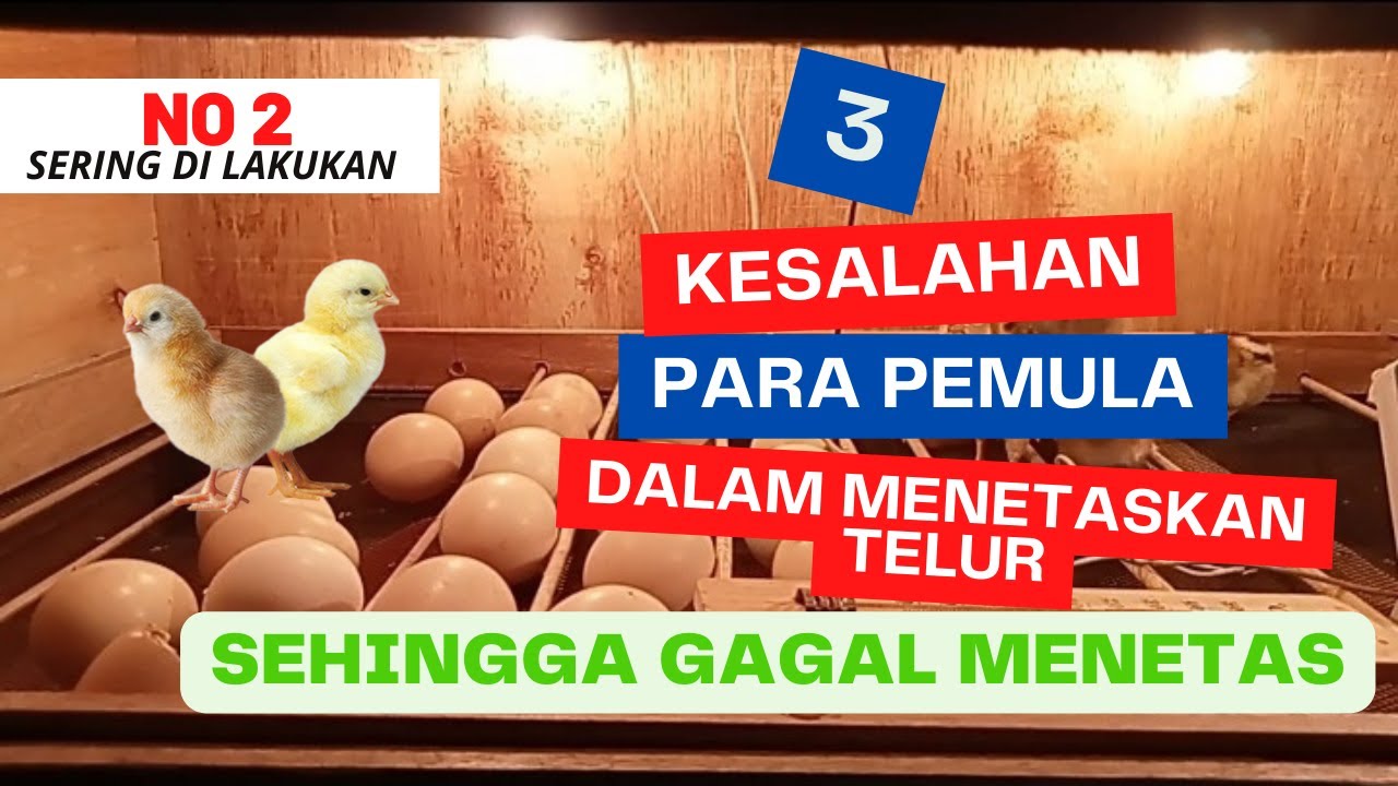 3 KESALAHAN YANG SERING DILAKUKAN PARA PEMULA DALAM MENETASKAN TELUR