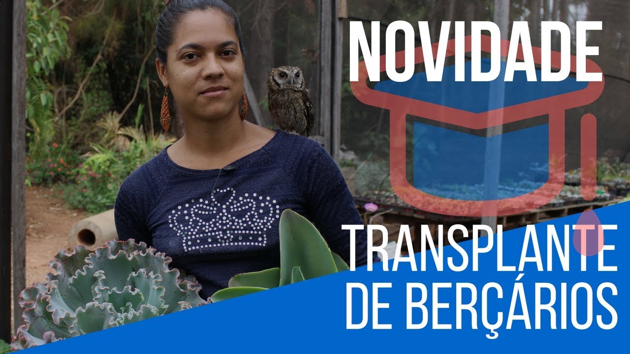 GRANDE NOVIDADE + Transplante de Berçario de cactos e suculentas