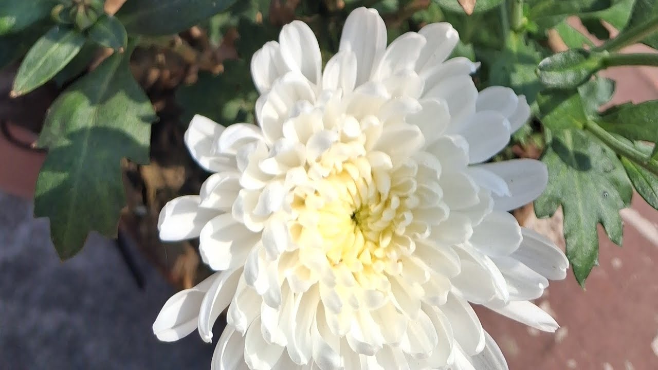 Doyel  is live বন্ধুদের জন্যে আমার অনেক অনেক ভালোবাসা রইল ও  অভিনন্দন 