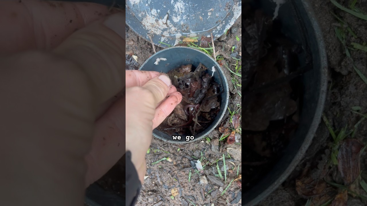 Trying to find red wiggler worms to add to our in-ground compost bin #garden #redwigglers #worms