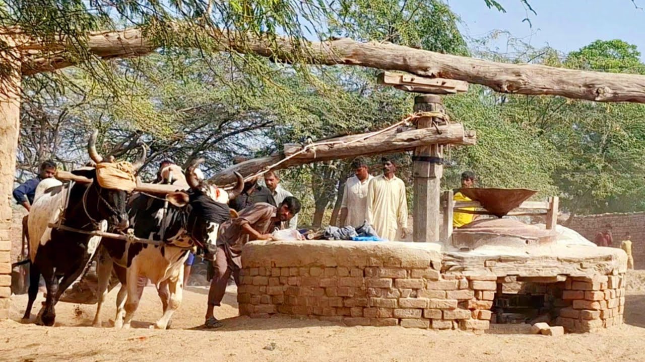 Bull powered khrass atta chakki | Desi method of flour making | Traditional and old punjab