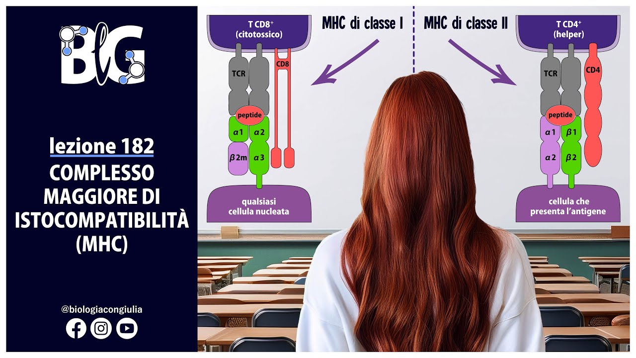 COMPLESSO MAGGIORE di ISTOCOMPATIBILIT&Agrave; o MHC