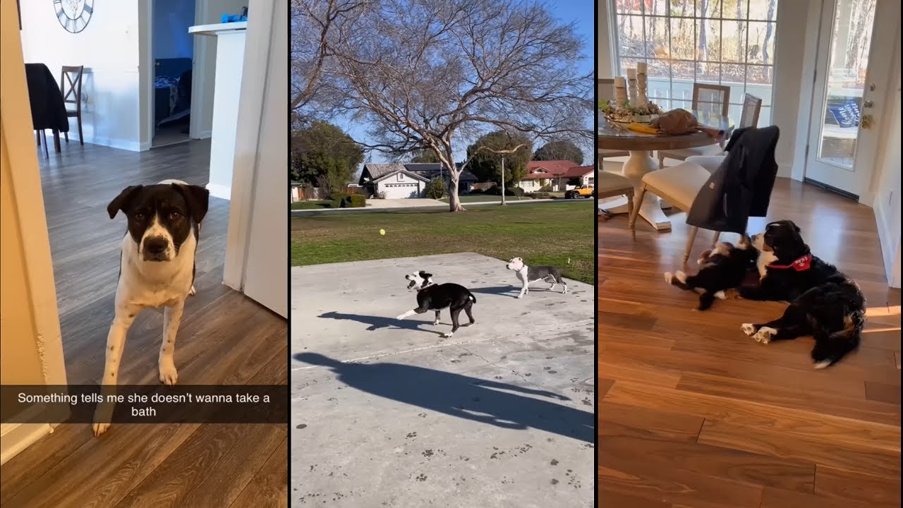 Reason why nobody wants to steal my dog