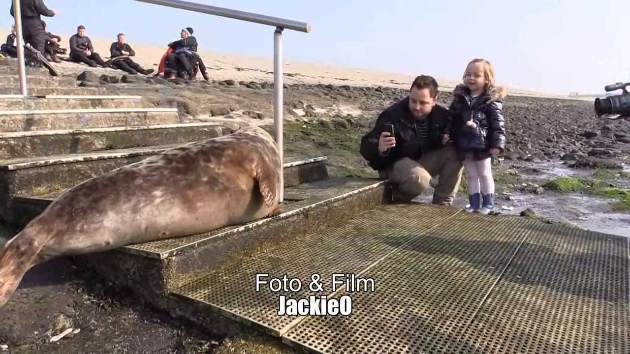 Happie de Bergse Diepsluis zeehond