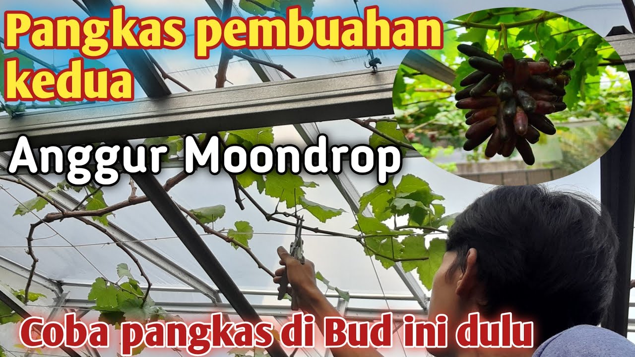 Pangkas pembuahan anggur Moondrop