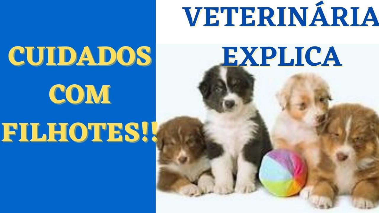 FILHOTES DE CACHORRO! PRIMEIROS CUIDADOS! VEJA!