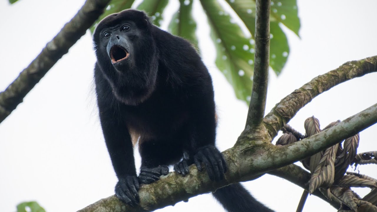 Mono Aullador o Mono Congo (Alouatta palliata) - Mantled howler - Hurleur à manteau.