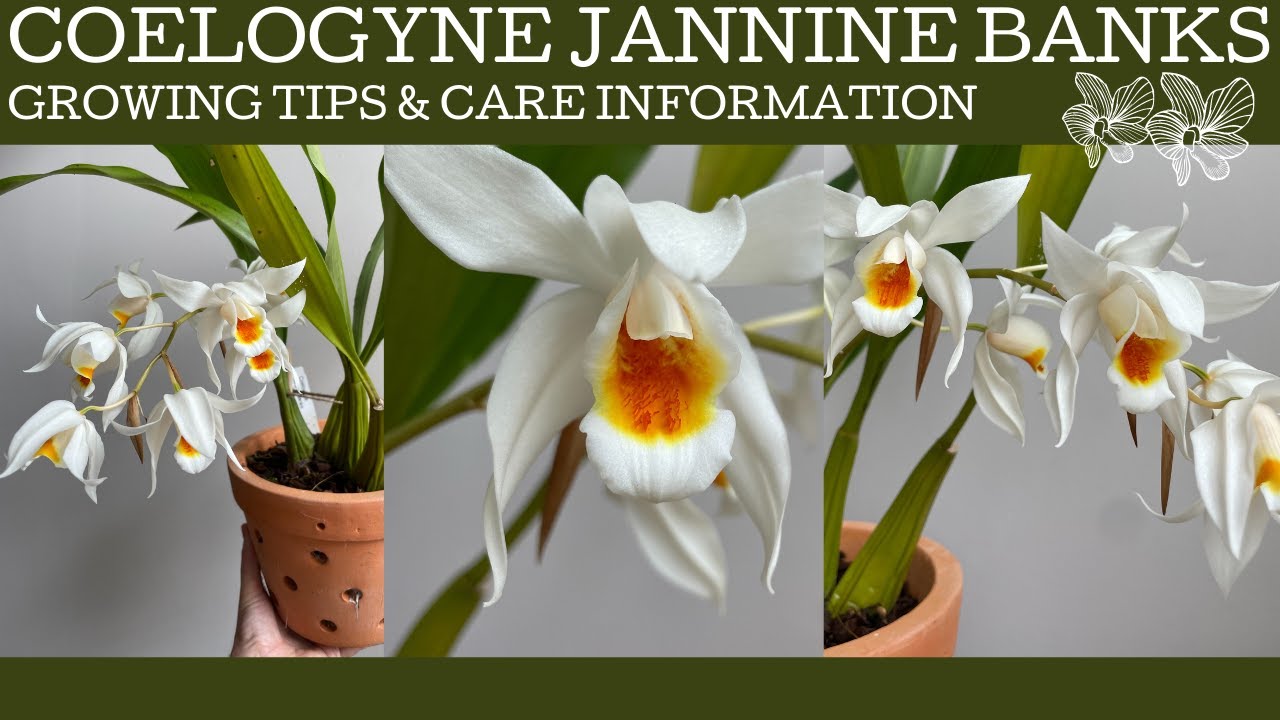 How to grow Coelogyne Jannine Banks; a deliciously fragrant and easy to grow orchid!