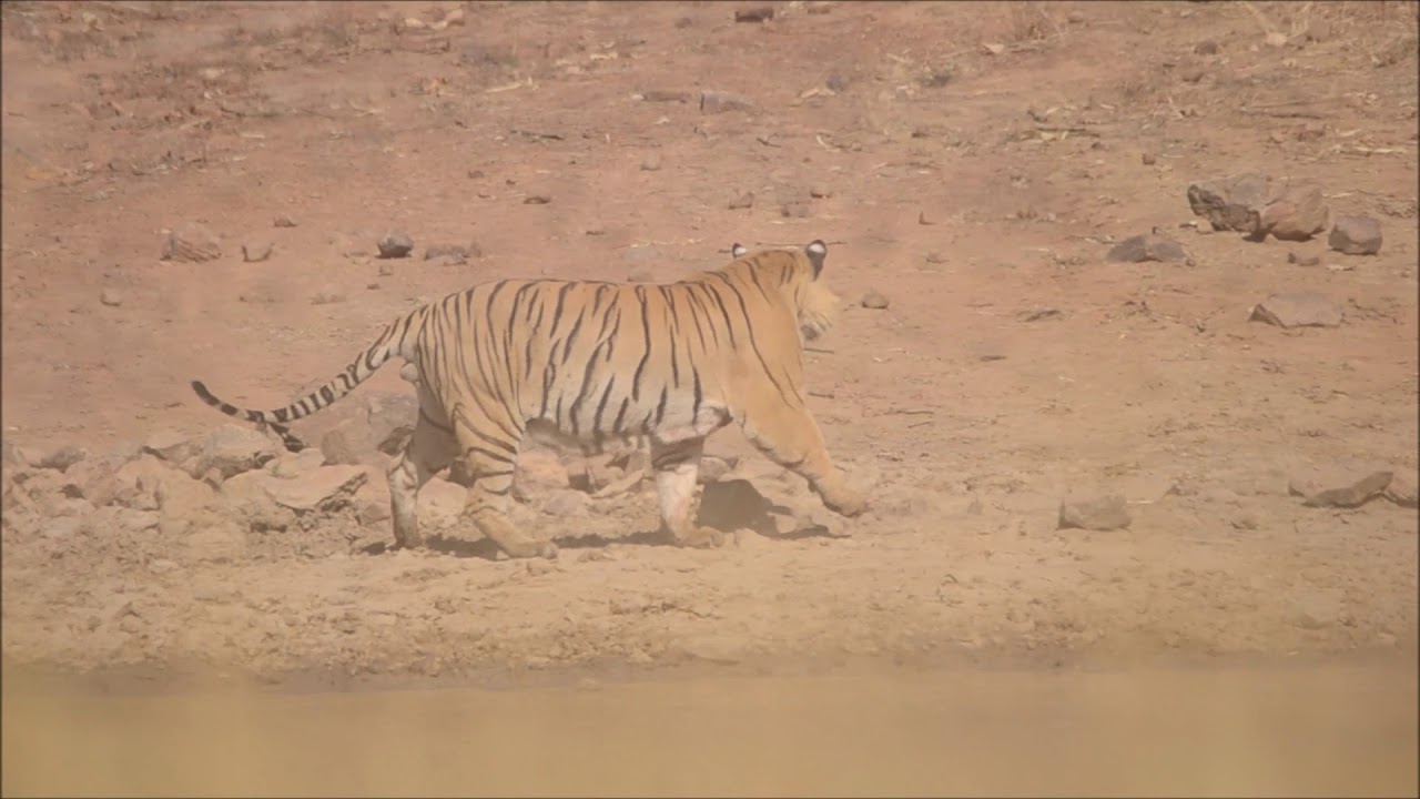 TigerVSBear fight