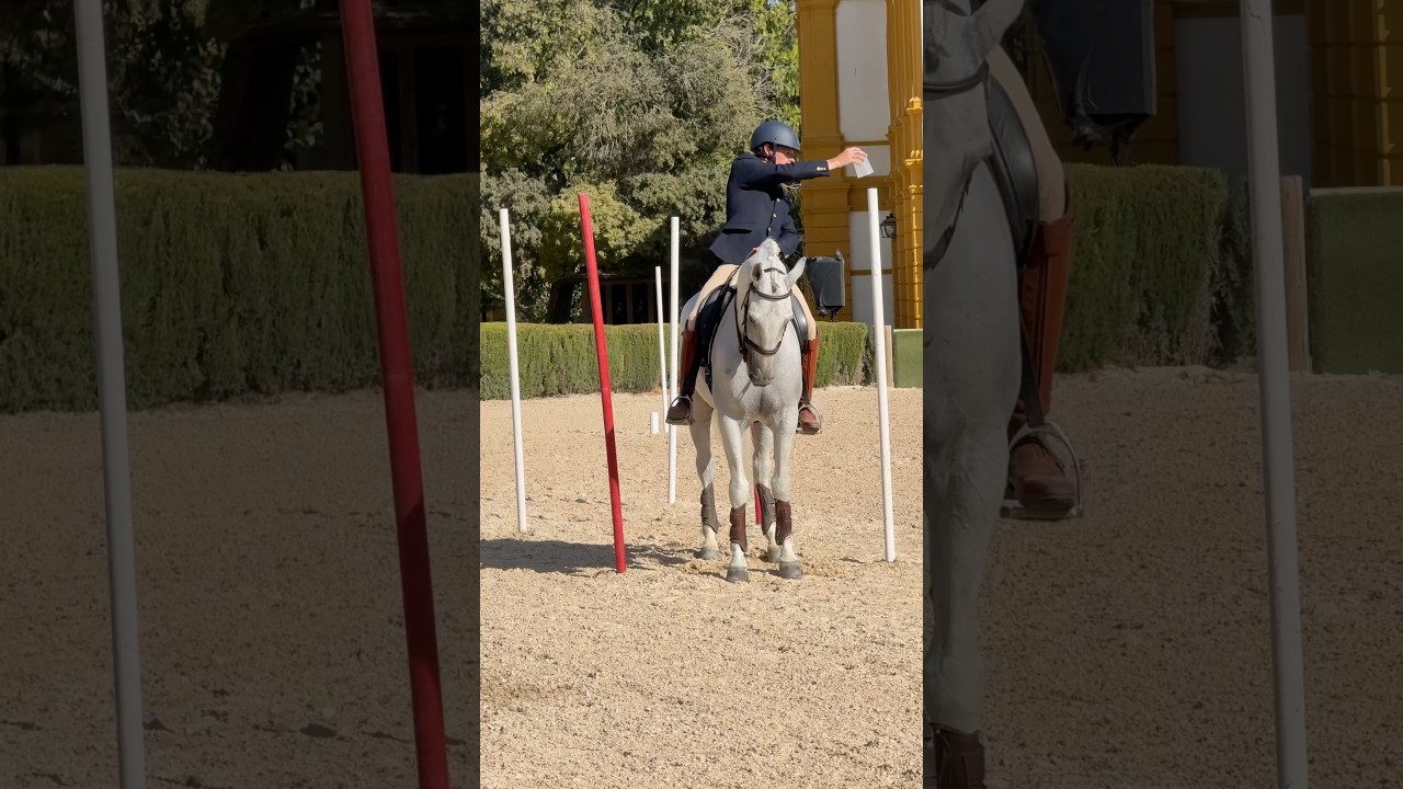 Cup Mistake&hellip; Medal Rein Back! | Working Equitation #horse #workingequitation #equestrian