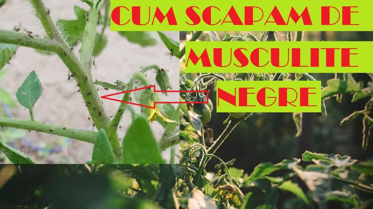 Musculițe negre la legume- ce sunt, cum le combatem
