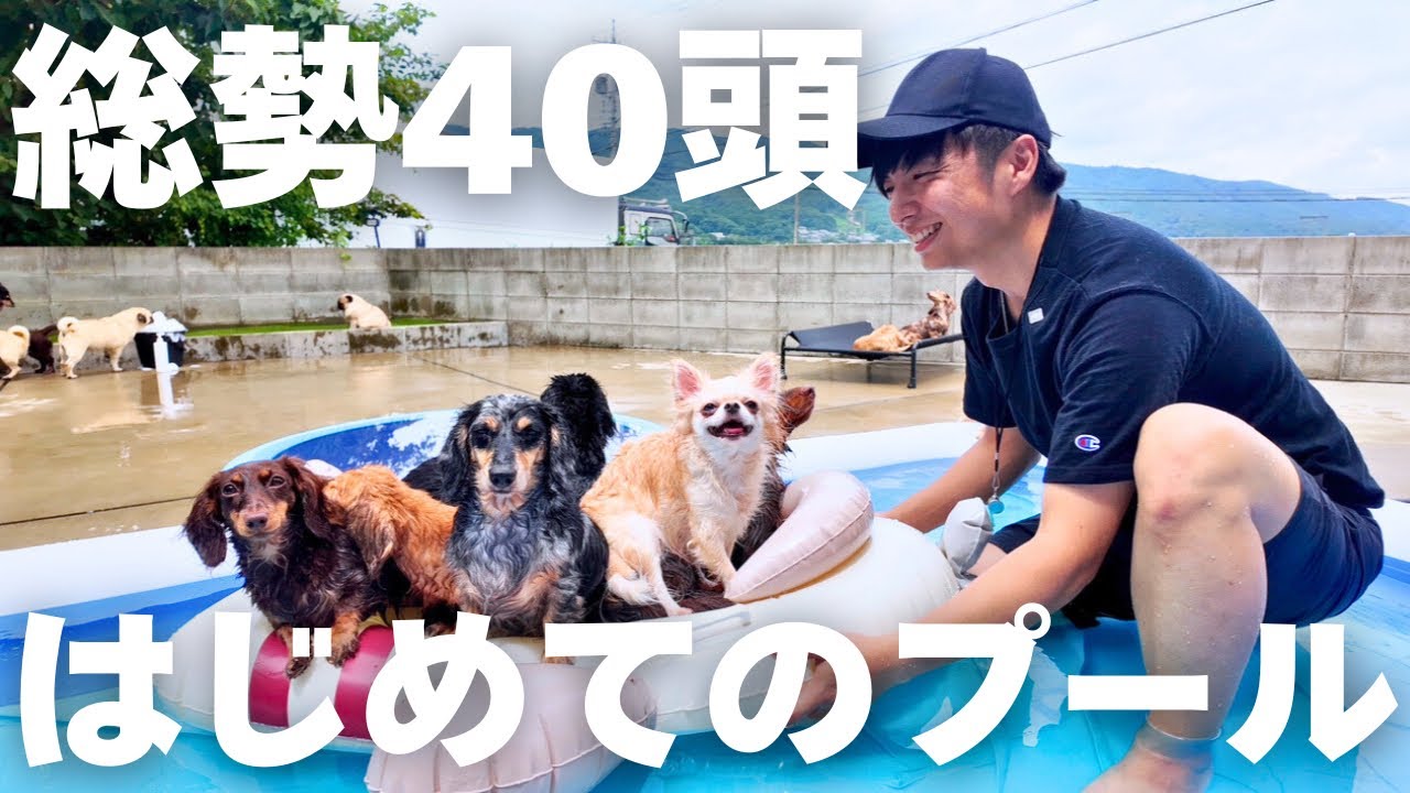わんこ43頭でのプール開きは意外な結果となりました【Petaboo】