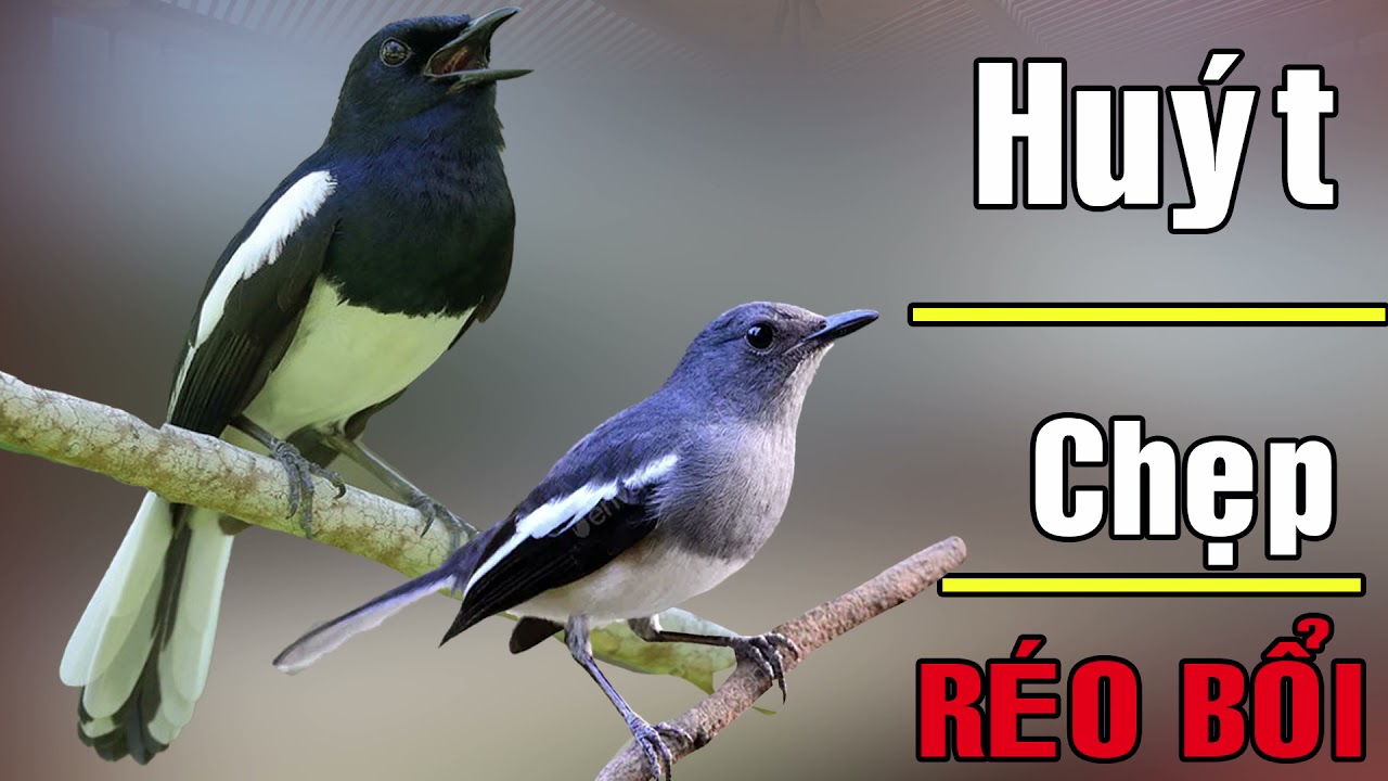 🔴 Tiếng Chim Chòe Than Mái HUÝT-CHẸP-RÍT kèm TRỐNG THÚC kích bổi / chòe than mái, tiếng than mái hót