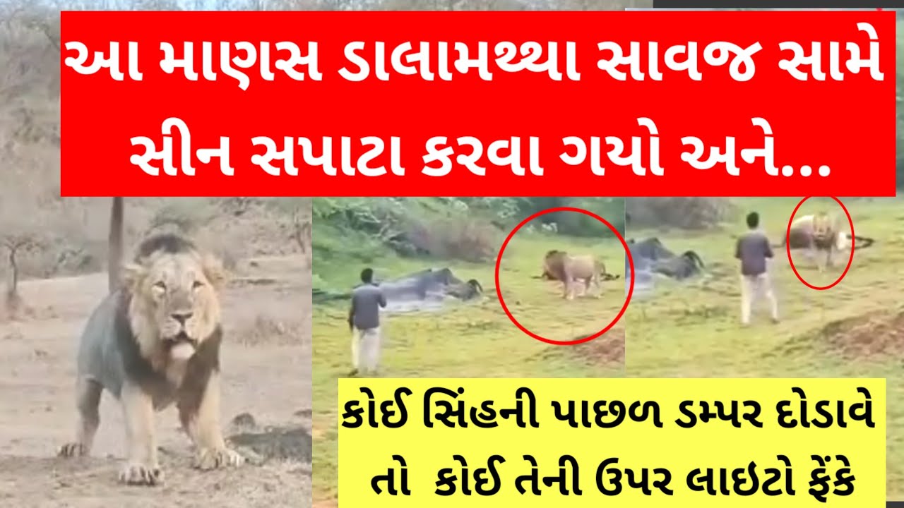 સાવજ ની સામે સીન સપાટા કેવા ભારે પડી ગયા,જુઓ #gir #lion #girnar 
