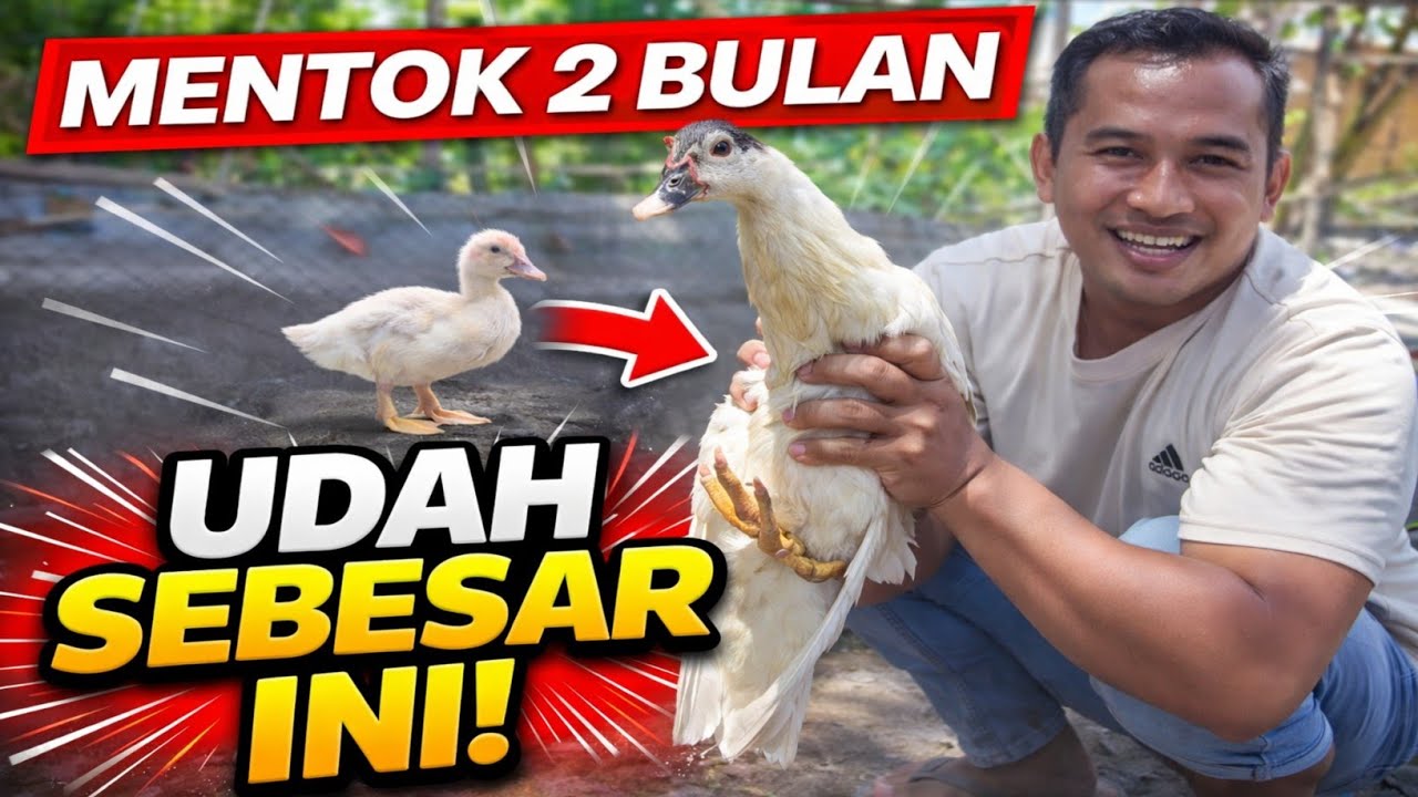 Alhamdulillah, sudah mencapai usia 2 bulan dan tumbuh sebesar ini berkat perawatan yang rutin."