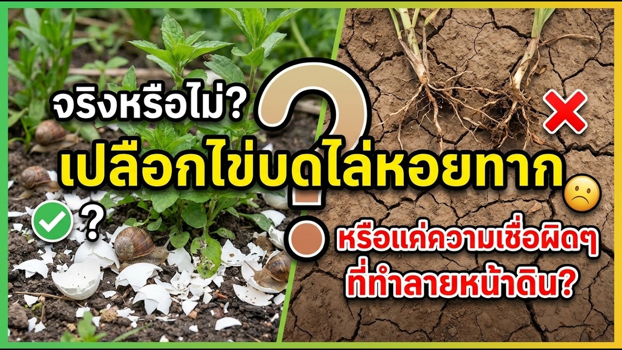 ไข่เปลือกบดขับหอยทากจริงหรือ? ทดสอบง่าย ๆ ในสวน