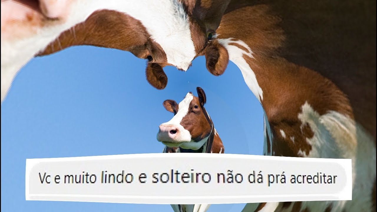 RINHA DE GADO 2