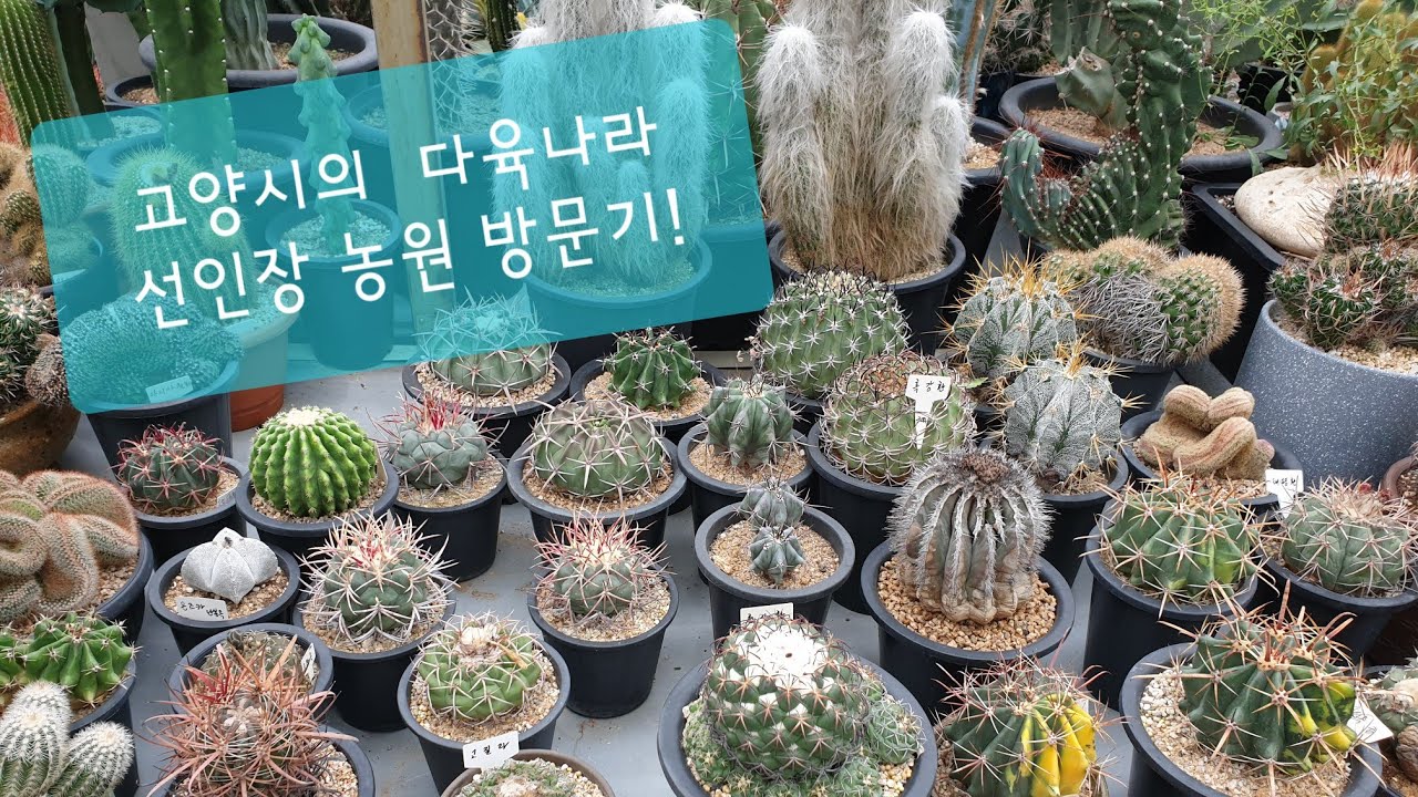 마음설레는 대품선인장부터 희귀선인장까지! 고양시 다육나라선인장 방문기!