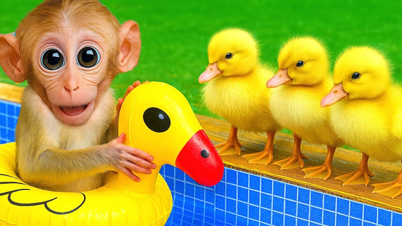 Monkey BoBo went outside, got dirty all over and happily bathed with the ducks