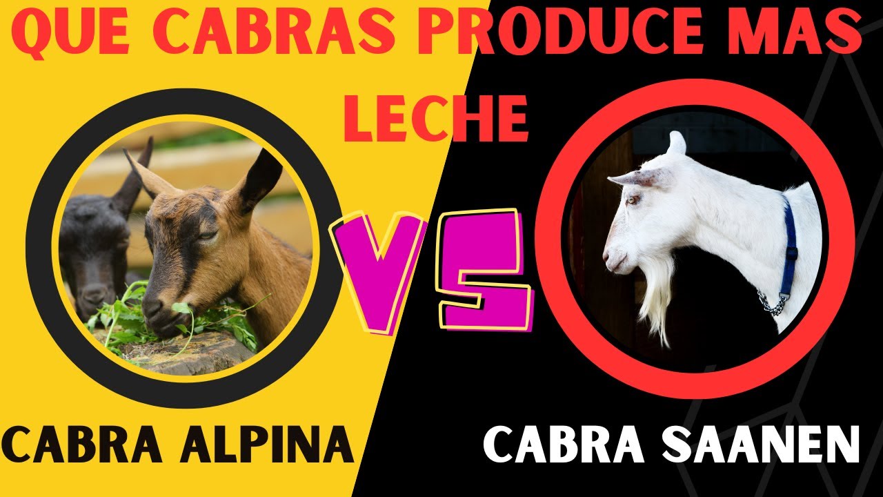 Cabra Saanen vs Cabra Alpina  &iquest;Cu&aacute;l tiene la mejor producci&oacute;n de leche en 2023?